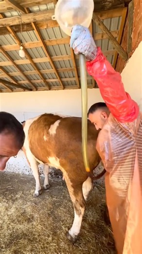 ЩО ВОНИ РОБЛЯТЬ? 😳 #farming #агротехнологии #село #фермер #агро #farm #youtubeshorts #cow