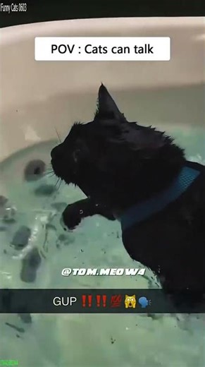 Alien Cat acts like a boss - Cat Story 💥 Big Laugh!