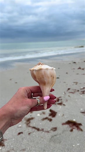 Top Shelling Finds of the Day