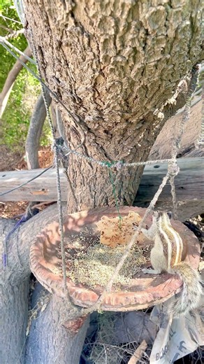 Hungry Squirrel Struggles But Finally Eats Bread 🐿️🥺 | Emotional Moment #shorts