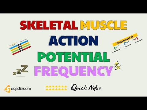 Skeletal Muscle Action Potential | Frequency