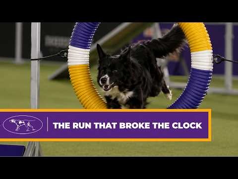 Is This the Most Precise Border Collie Agility Run Ever Recorded?
