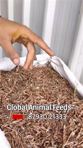 Get Free Bag of Baramati Calf Starter on 1 Ton Tuvar at Global Animal Feed Pune