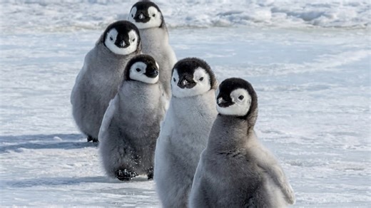 They scanned Antarctica from space - 5,700 penguins were hiding in plain sight