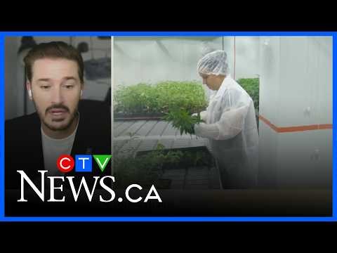 The impact of cannabis on young brains