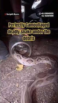 Deadliest Viper Highly Ambush Predator Rescue #snake #russellsviper #mysore #viper #reptiles #ambush