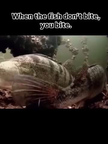 Understanding Fish Behavior: Lure Interaction Insights