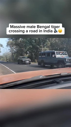 The largest Bengal tiger ever recorded was a male from Uttar Pradesh, India, weighing around 389 kg (857 lbs). Bengal tigers (Panthera tigris tigris) are the most numerous tiger subspecies and are found primarily in India, Bangladesh, Nepal, and Bhutan. Adult males typically weigh between 180 and 260 kg (400 to 570 lbs), while females are noticeably smaller. Recognised for their vivid orange coats and bold black stripes, Bengal tigers are powerful apex predators. They play a vital role in mainta