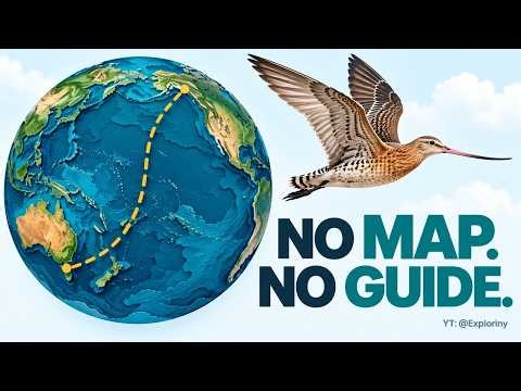 How do migrating birds know where to fly?