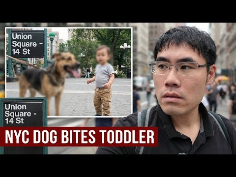 NYC Dog Bites Toddler | My Thoughts & Reactions