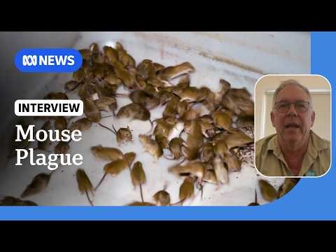 Australian farmers fear potential mouse plague | ABC NEWS