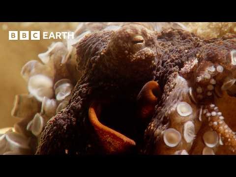 45 Minutes Of Dramatic Animal Moments | BBC Earth | BBC Studios