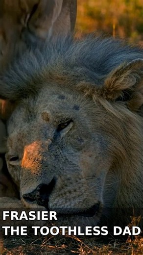 Frasier the Lion - Father of the year