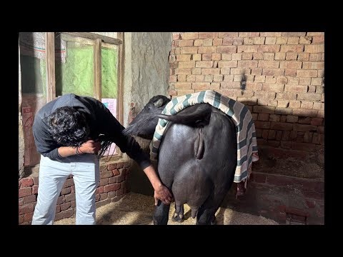 Live Milking. Empty Time. Daughter of Betab HSB. Powerhouse 1st Timer Buffalo