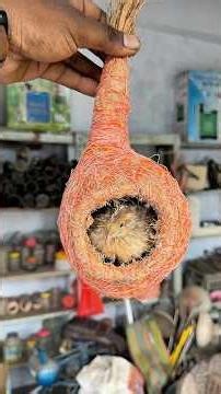 Dry Coconut Husk to a Cozy Bird Nest!