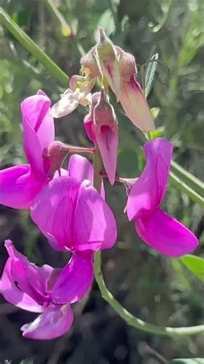 The exploding seeds! 💥 Grape Scented Wild Sweet Peas 🍇🫛🌸