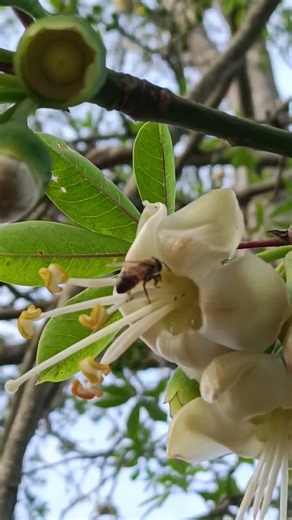 Honey Bee Gathering Pollen on a Flower 🐝🌼 Amazing Nature #shorts