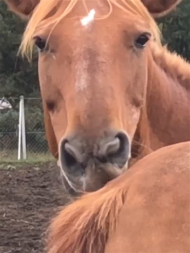 @horsevideotiktok ✨ Top viral horse moments 🐎 Credits: @x.fasolka.x I #horse #horses #horsevideo #funnyhorse