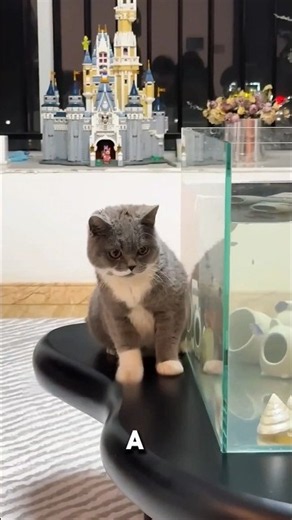 This Cat Got Her Own Dream Aquarium