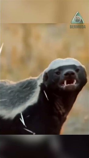Honey badger vs. porcupine. An unusual fight!