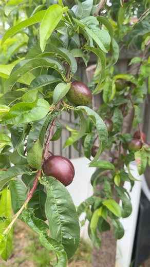 Do you know this fruit name???