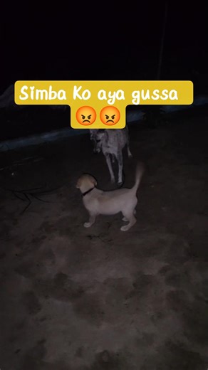 Dog fight 😡#doggielife #dogshorts #dogfight #puppy #labradorpuppy #labradordog #dogtraining