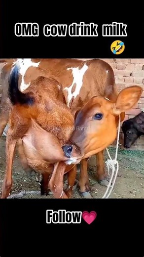 How tofeed& care new born pappy#dogfeeder#dogborn#dogfeed #newborndogsound#dogsound#dog#khargosh