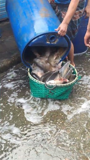 Real Fish Market Hustle at Dawn 🌊 Fresh Seafood Delivery