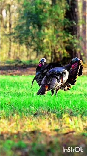😱 TOO CLOSE… One Shot One Kill Turkey Hunt! 🦃🎯🔥