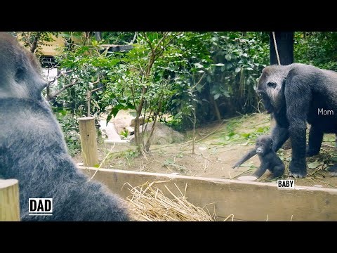 HUGE Silverback Gorilla & Tiny Baby gravitate to each other | Kyoto zoo
