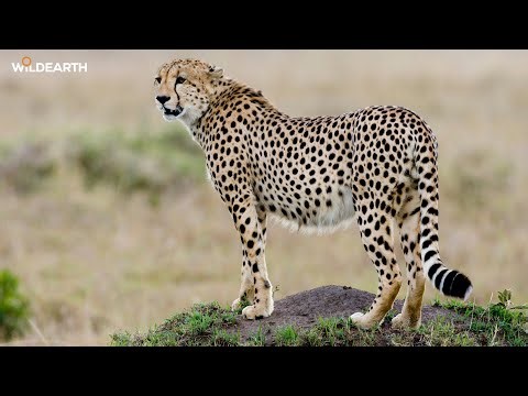 Wild Christmas wonders - SafariLIVE Sunset - 25 December 2025