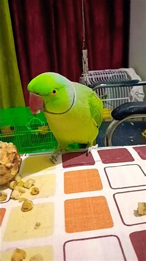 Mithu Billi Keshe Bulayenge 🐈🐱🐱 #parrot #funny#reels#birds #talkingparrot #parrotlover #funnyanimals