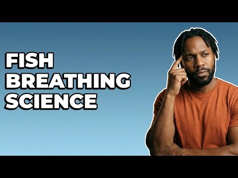 What Role Does Countercurrent Exchange Play In Fish Respiration?