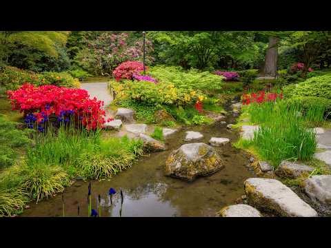Spring in Seattle Japanese Garden | Relaxing Nature Sounds & Flowing Water - Ep 10