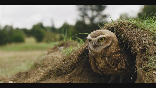 纪录片.微观世界.S01E03.2020[片头]