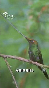 The Bird With a Bill Longer Than Its Body Narrated by David Attenborough