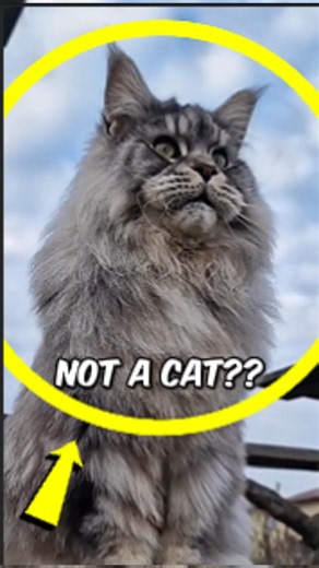 These Giant Cats Are Built Like Monsters… And #1 Shouldn’t Exist