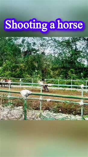 Horse 🐎 video 📹 #horse #pet #fouryou #fyp #solenero