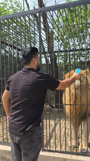 Loves to Feed Big Lion | Nouman Hassan