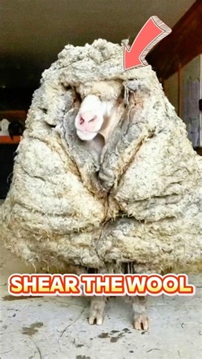 The process of shearing the wool