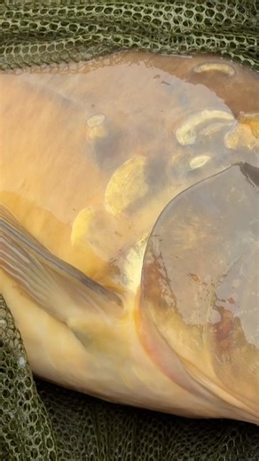 Ultimate Guide to Carp Fishing at Shatterford Lakes