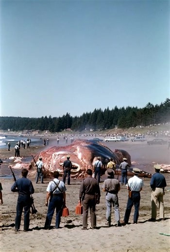 The Exploding Whale of Oregon (1970) A beached sperm whale carcass was deemed too big to bury or remove, so officials decided to blow it up with dynamite. The blast sent huge chunks of rotting whale raining down on spectators and cars half a mile away. The smell lingered for weeks. In the end, what was meant to be a quick, no-fuss cleanup turned into one of the most spectacularly bungled public works projects in American history—and Oregon’s most beloved cautionary comedy. Engineer George Thornt