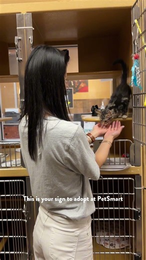 Thousands of Kittens Need Homes Right Now 🐱💙