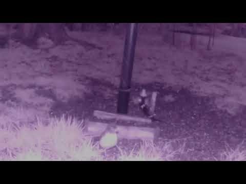 Live - Bird Feeder Cam - Stow OH