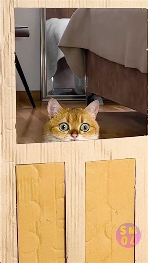 Epic Feline Showdown: Cat vs. Box Extravaganza! 😸📦