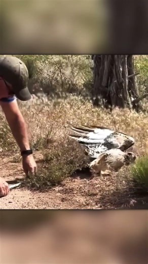 Hawk Attacked a Snake... Then Got Trapped Instead