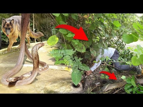 कैमरे में क़ैद हुआ ख़ौफ़नाक मंजर नाग नागिन इस स्थिति में कैसे Rescue kiya gya .. Nag nagin Rescue