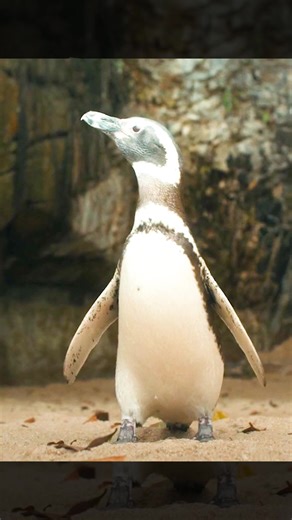 #movie #fyp #foryou #fil | the penguin