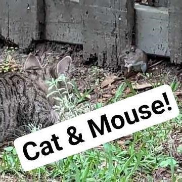 Do Cats Really Chase Mice - Lucky Loves to & Has So Much Fun!
