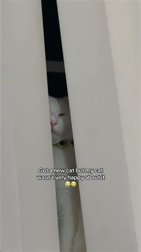 Cranky Cat Watches Dad Cuddle New Cat